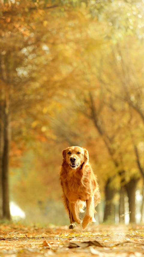 Where to Go for Pet Food Safety 1 preview
