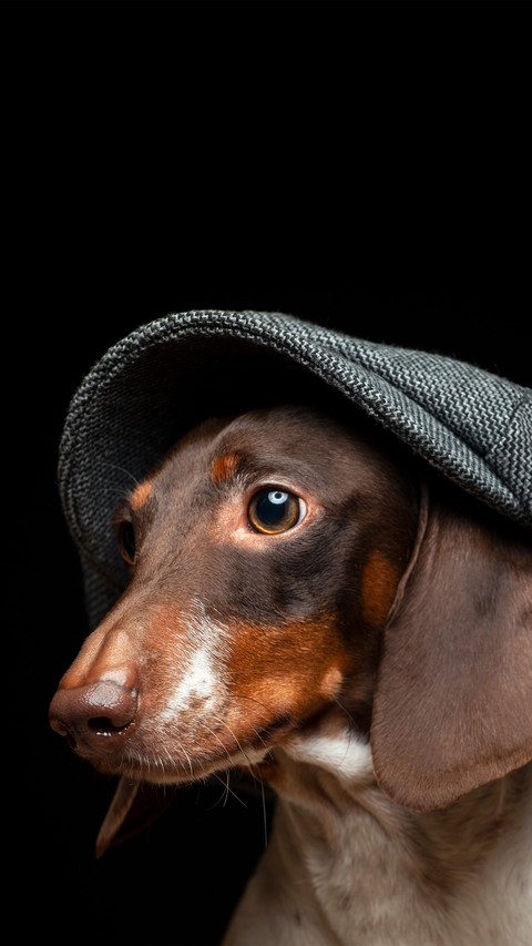 A melancholy dog wearing a beret preview