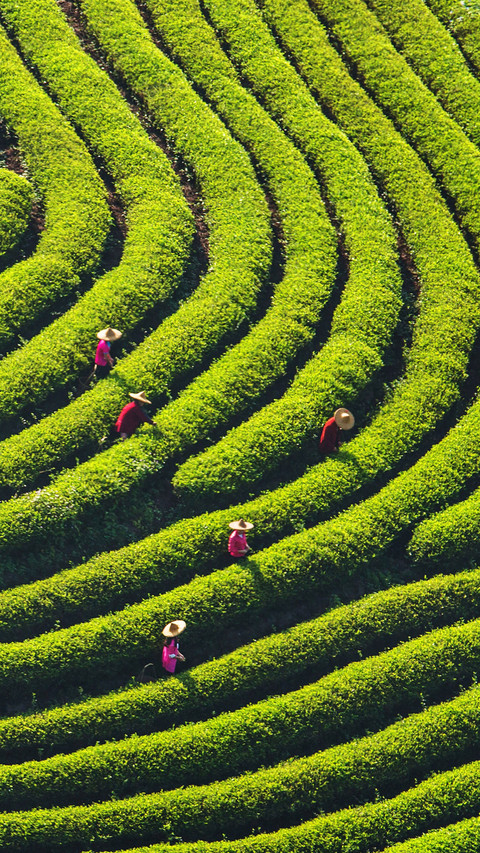Newly added agricultural cultural heritage in china preview