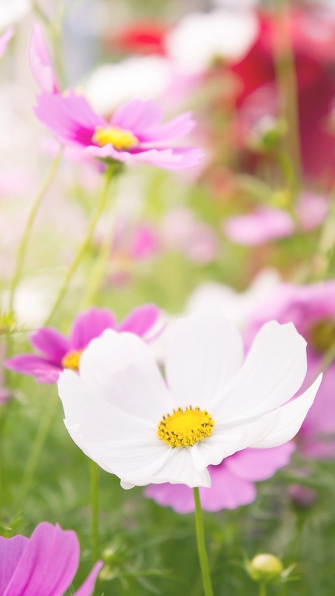 小雏菊-锐景创意 miui theme