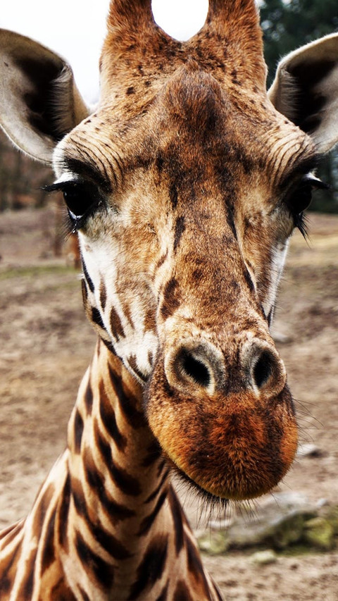 giraffe (4) preview