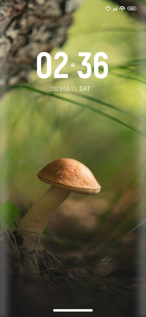Birch preview