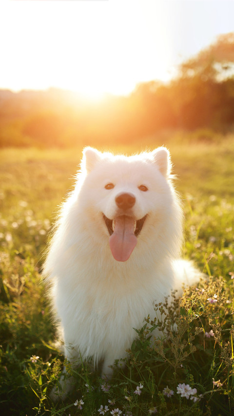Cute Working dog Samoye1 preview
