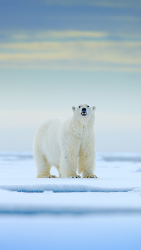 Polar Bear preview