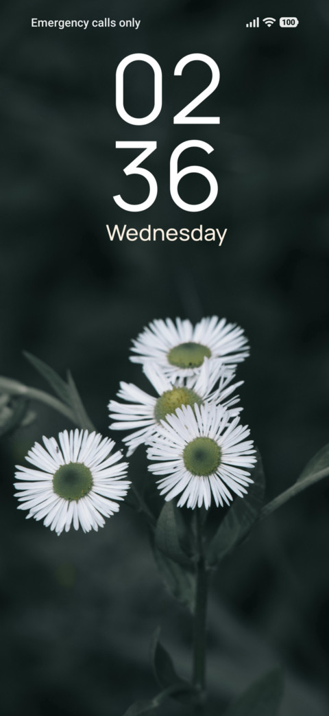 Monochrome Daisy preview