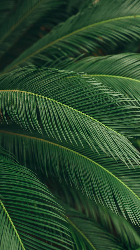 PAIXIN-plant (1) preview