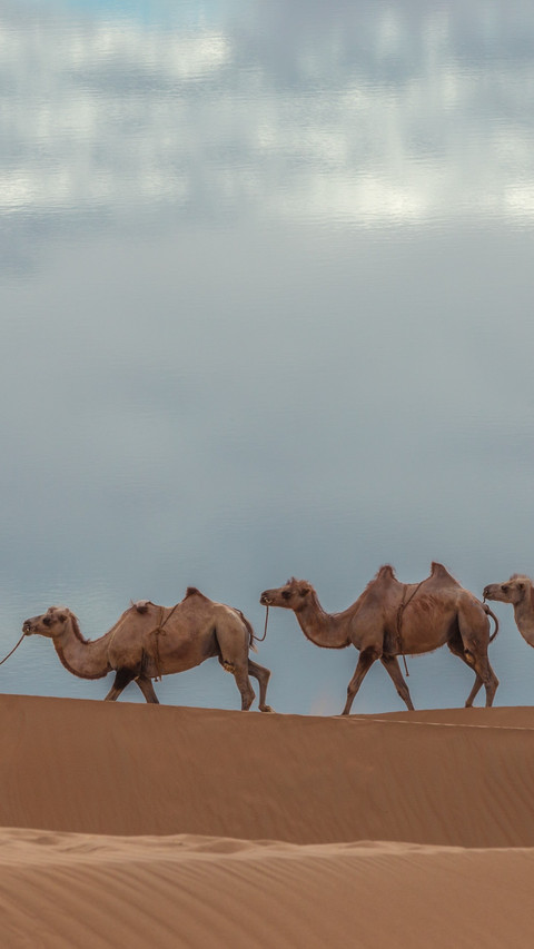 A solitary camel walks in the sandy sea preview