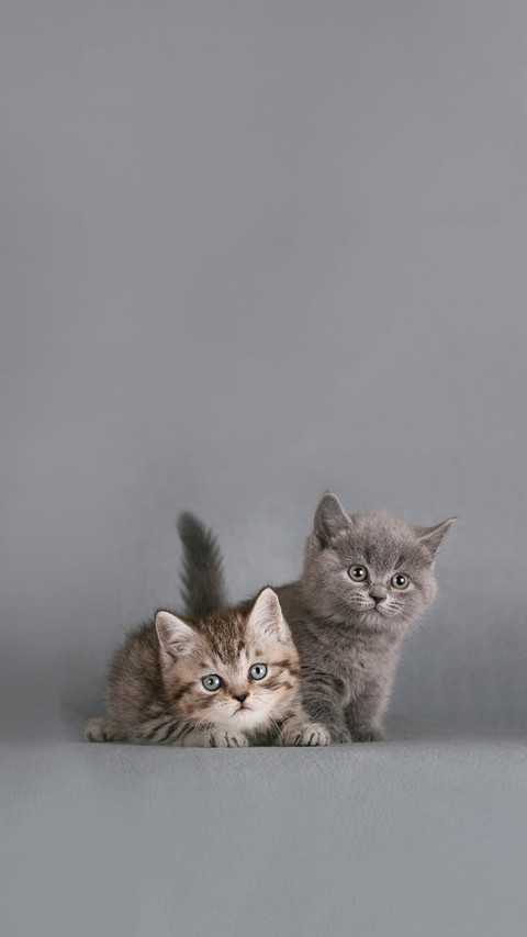 Two British Shorthair Kittens preview