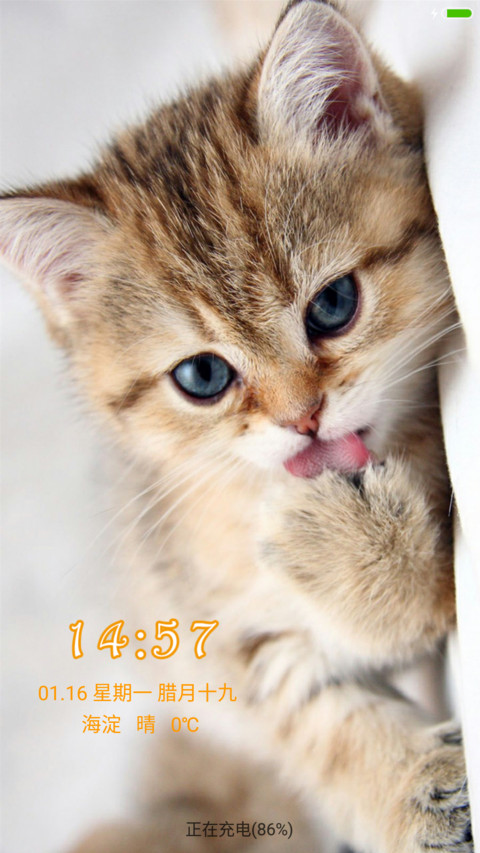 瞧，这萌猫 preview