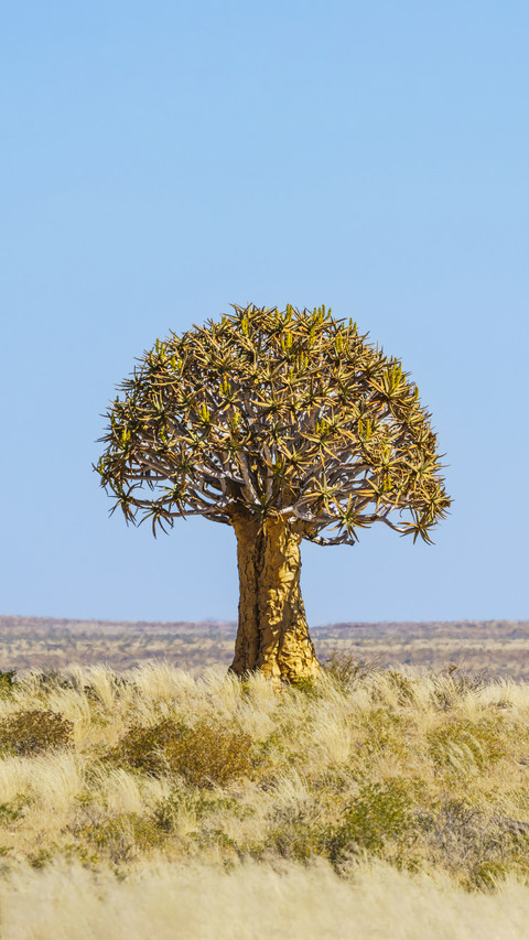 Incredible trees preview