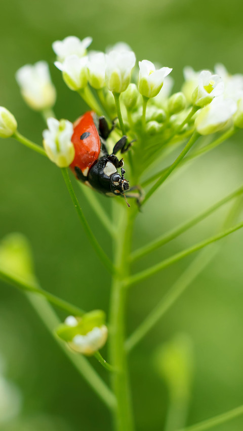 Color insects-02 preview