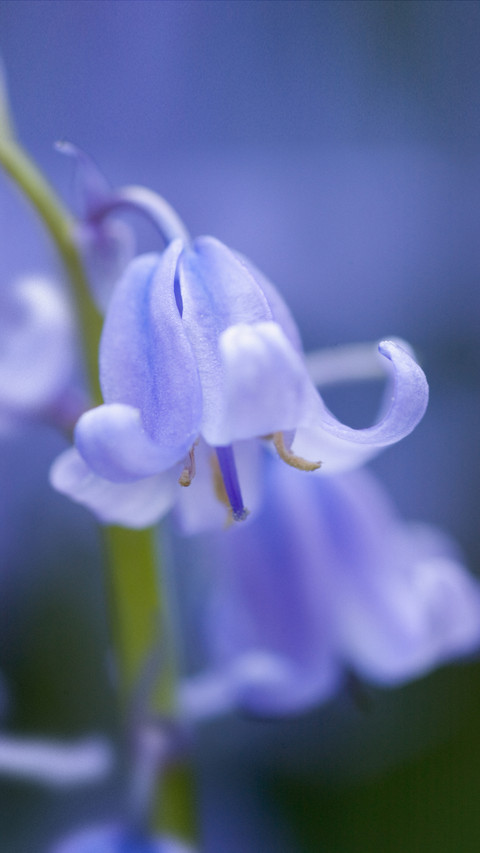 Creative plant shooting skills 90 preview