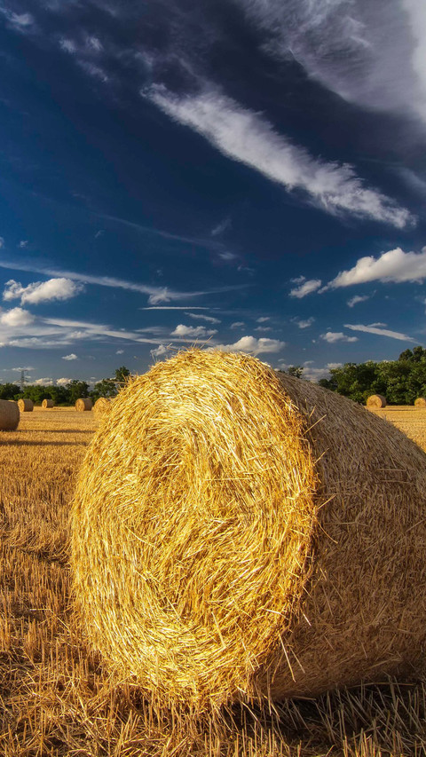 The fields reflect the sky's color. preview