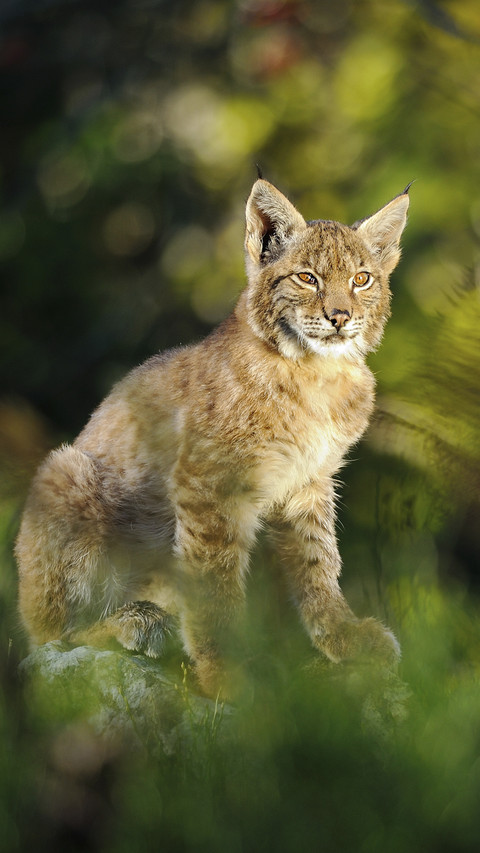 Eurasian Lynx in Forest preview