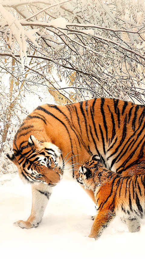 tiger (5) preview