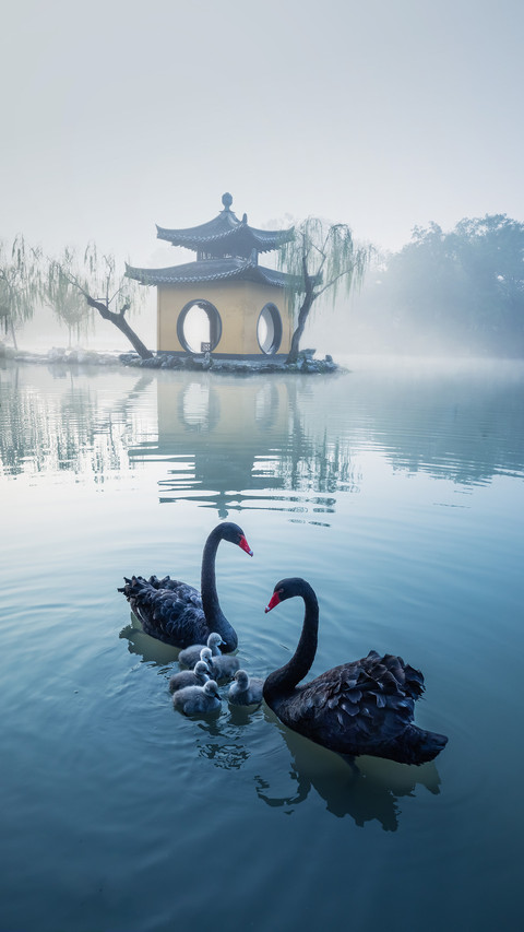 How did the Swan make an emergency landing 14 preview