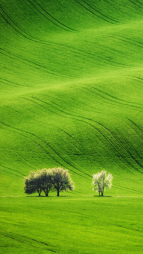 Field Waves with Blossoming Trees in Spring preview
