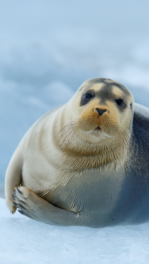 Cute Seal in Ice preview