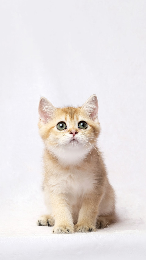 The British Shorthair Cat in room preview