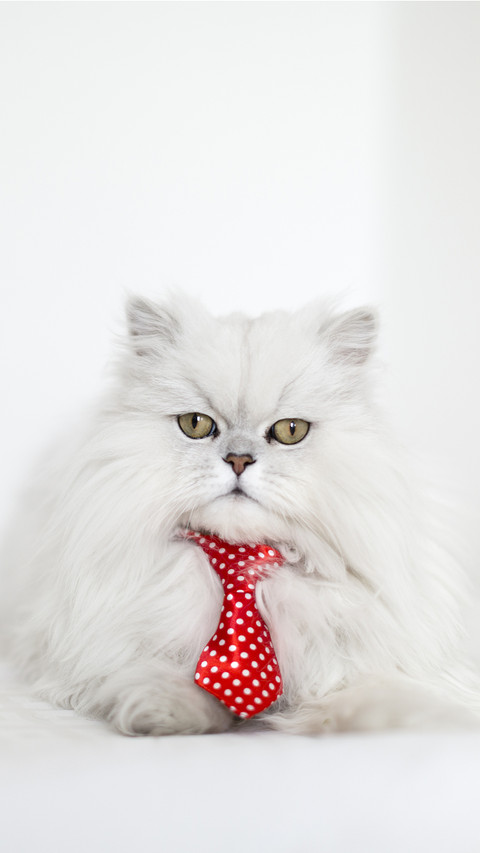 High cold 1 cannot be rejected the appeal of the cat preview