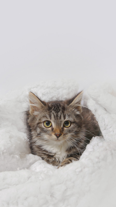 Kitten Lying on a Blanket on a White Background preview