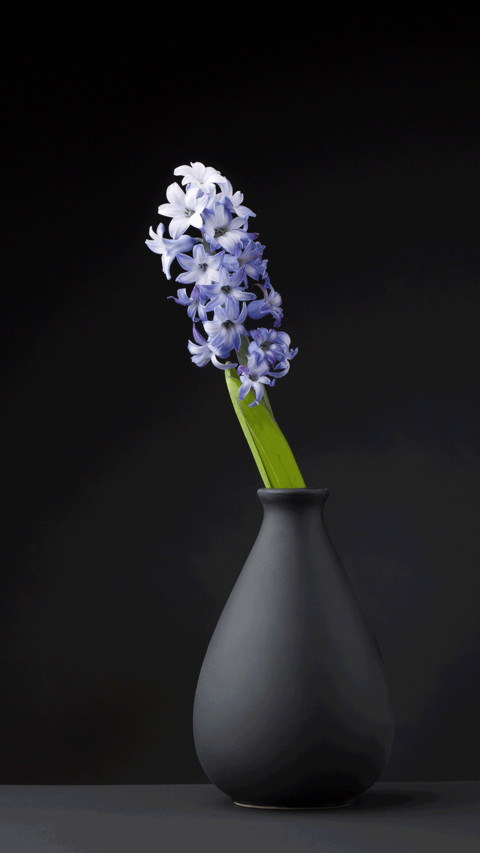 Still life of plants preview