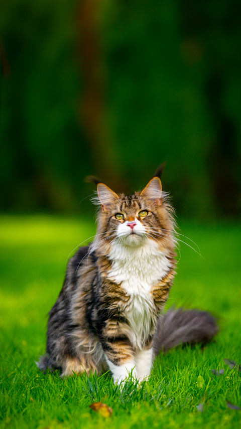 Longhair Cat Standing on Lawn Outdoors in Garden preview