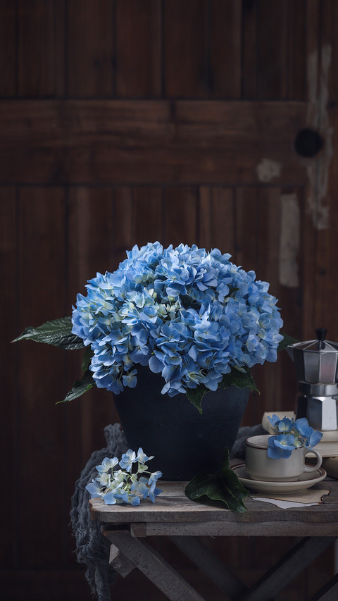 Blooming blue hydrangeas preview