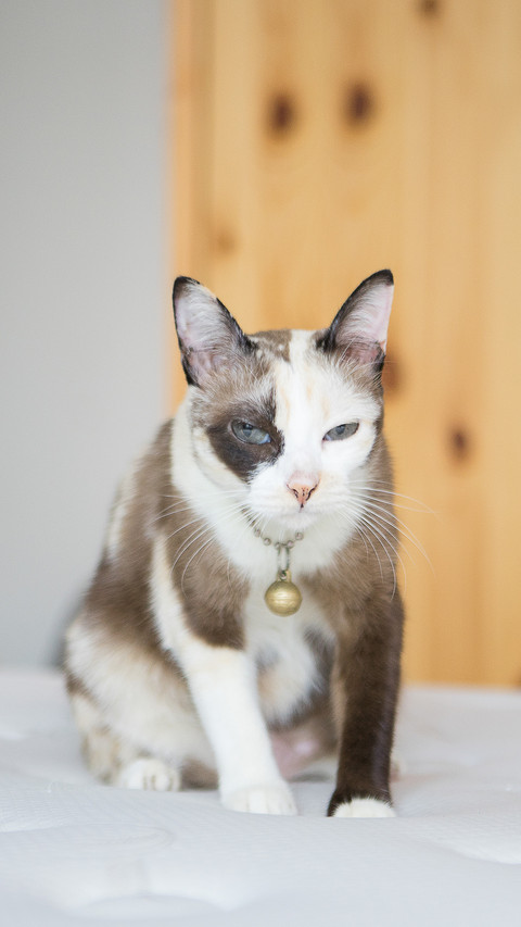 How to rescue an injured cat 2 preview