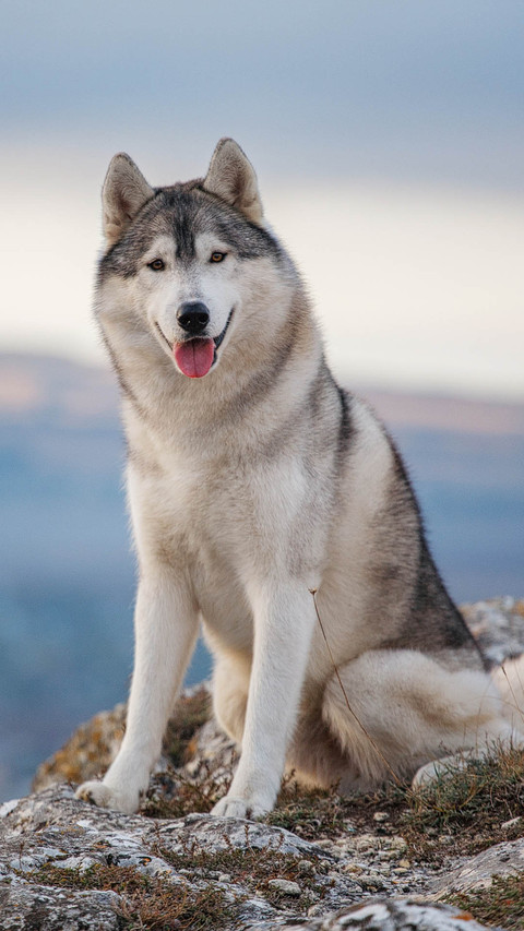 Dog preview