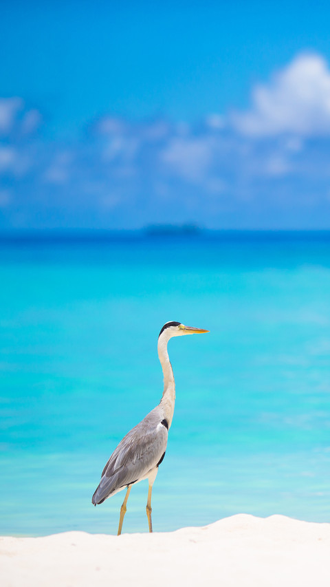 Grey heron standing on white beach on Maldives island preview