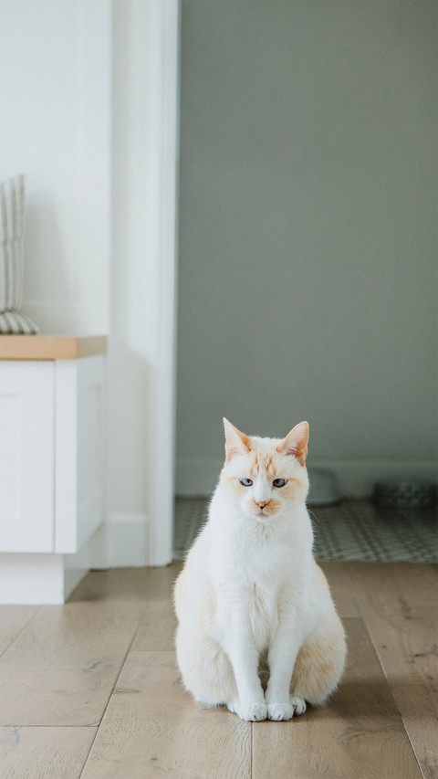 Cat Sitting on The Floor of The Room preview