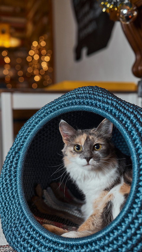 Cute pet-07 preview