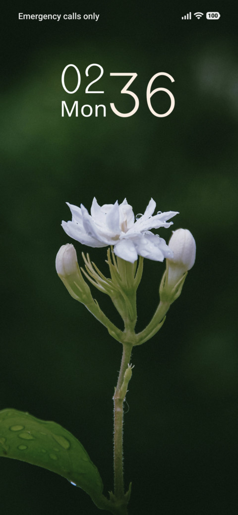 Pearl Blossom preview