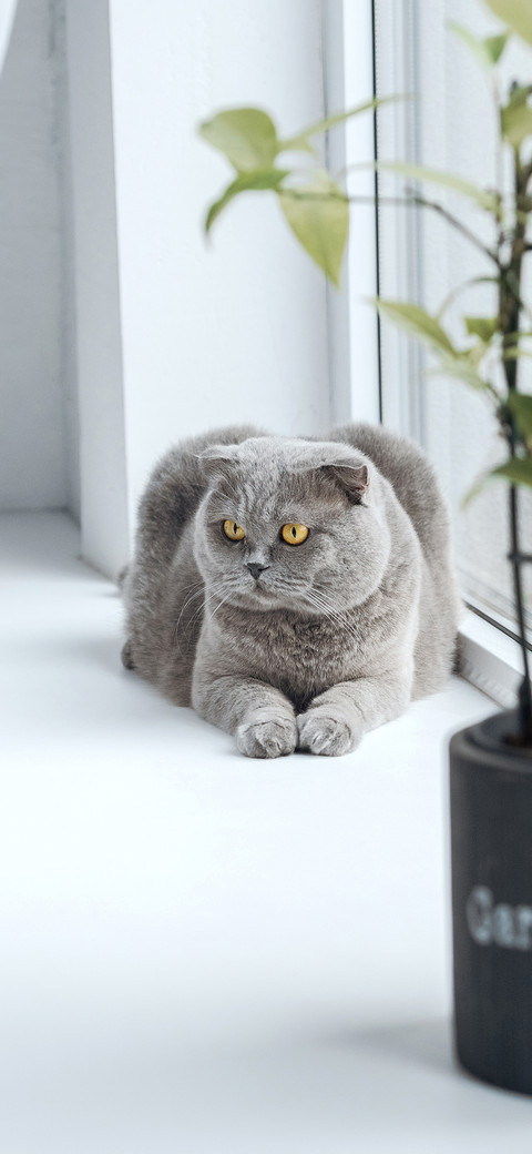 Blue cat-PAIXIN preview