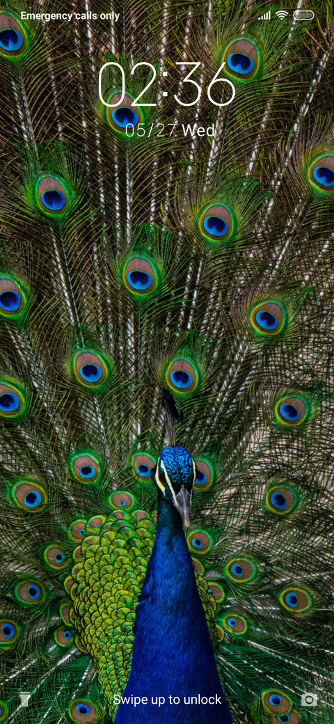 Peacock_3MDS preview