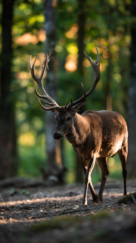 wild animal-06 preview