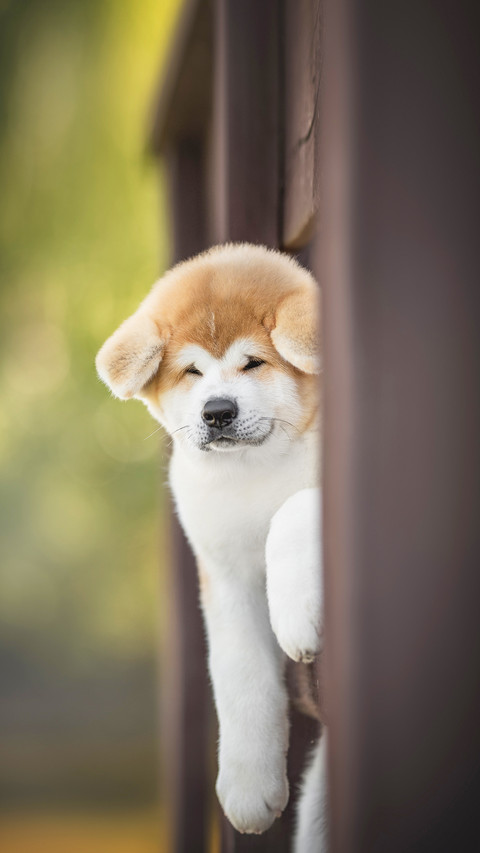 Cute red akita inu puppy peeking out from behind the fence preview