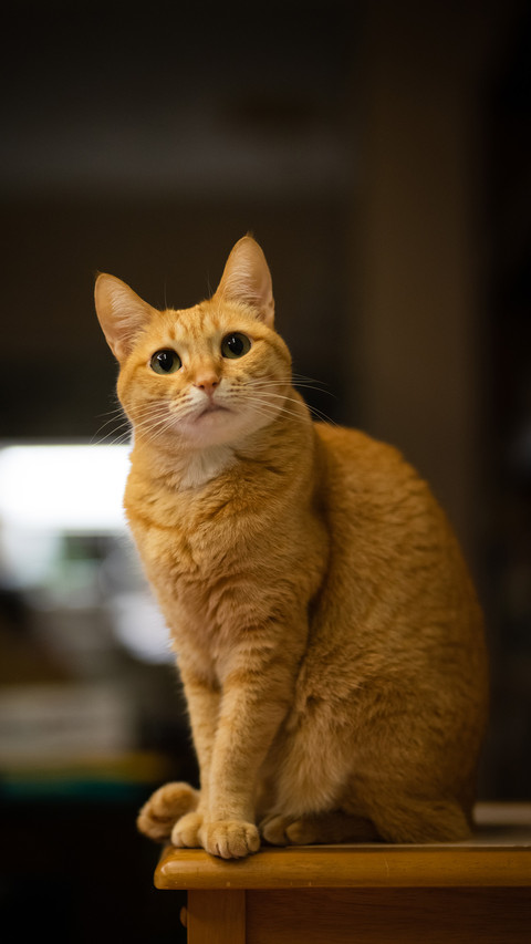 A cute orange pet cat preview