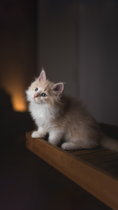 Playful Maine Coon kitten on wooden tablet preview
