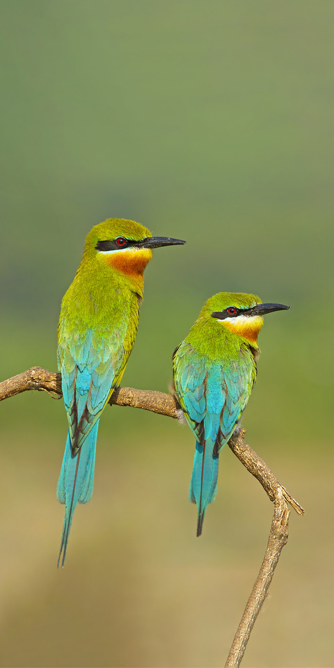 They eat hummingbirds but not bees preview