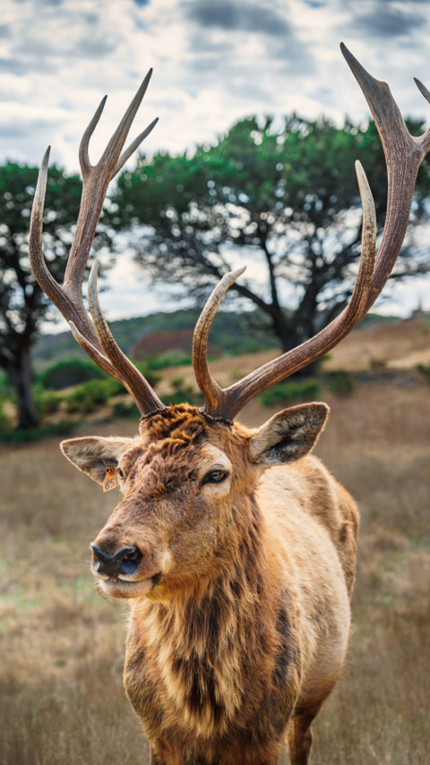 Deer preview