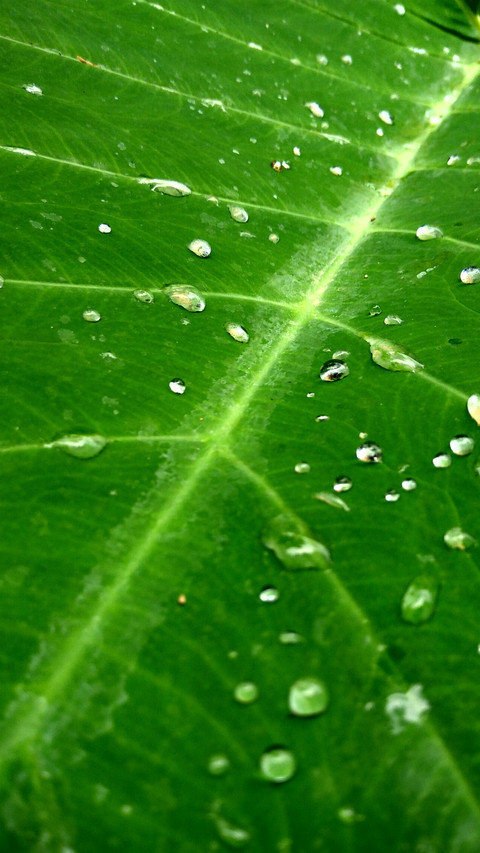 Wet Leaf preview