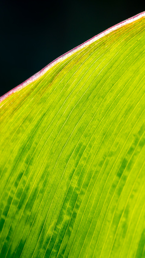 Sunlight penetrates the leaf veins at a macro level preview