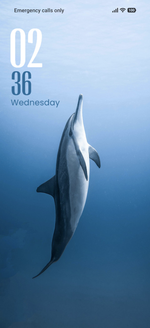 Dolphin preview