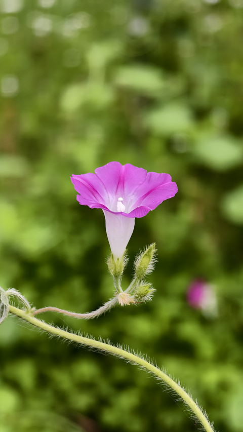 Why do flowers that only bloom for half a day become preview