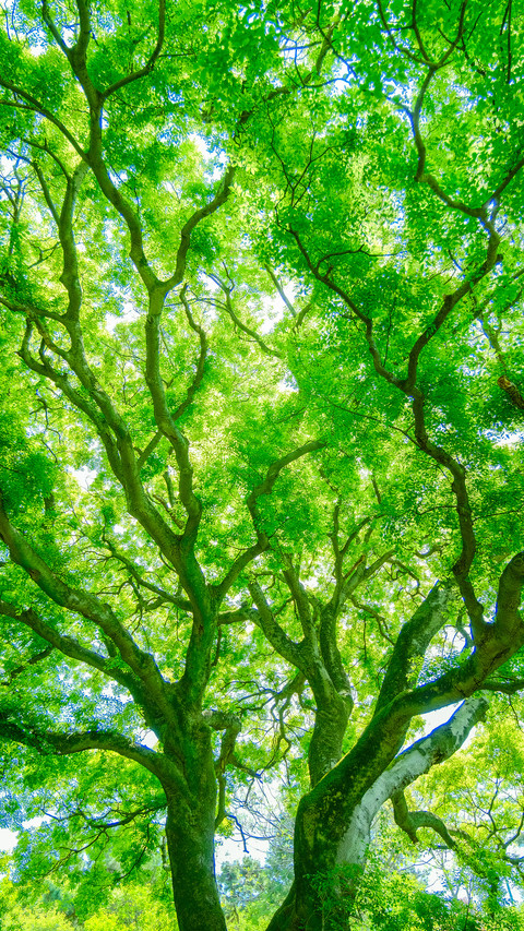 The branches write the power of life preview