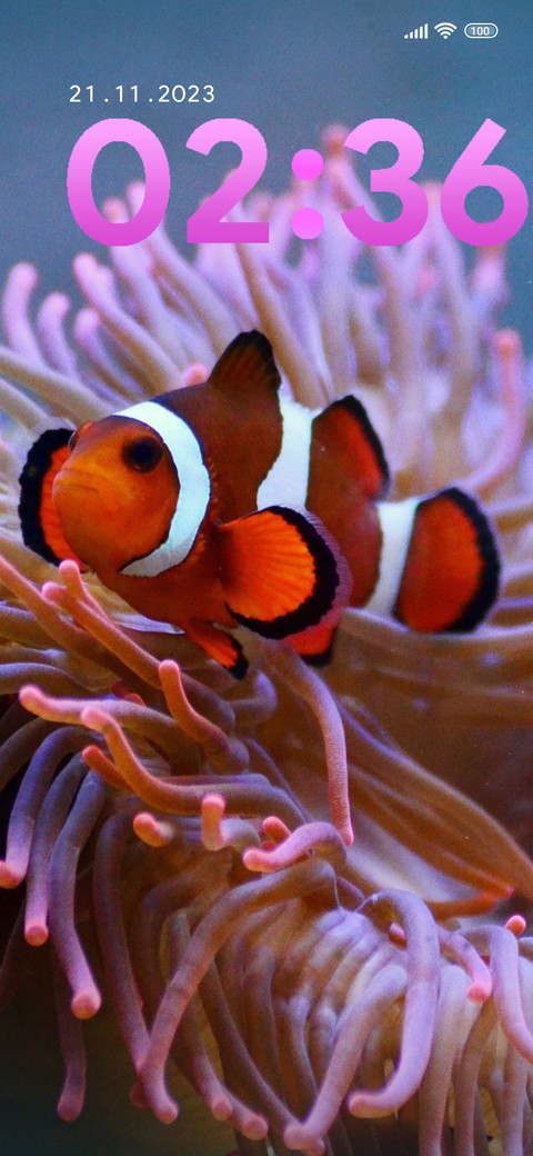 water clownfish preview