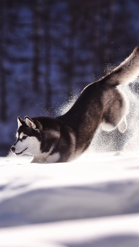 A husky in the snowcapped mountains preview