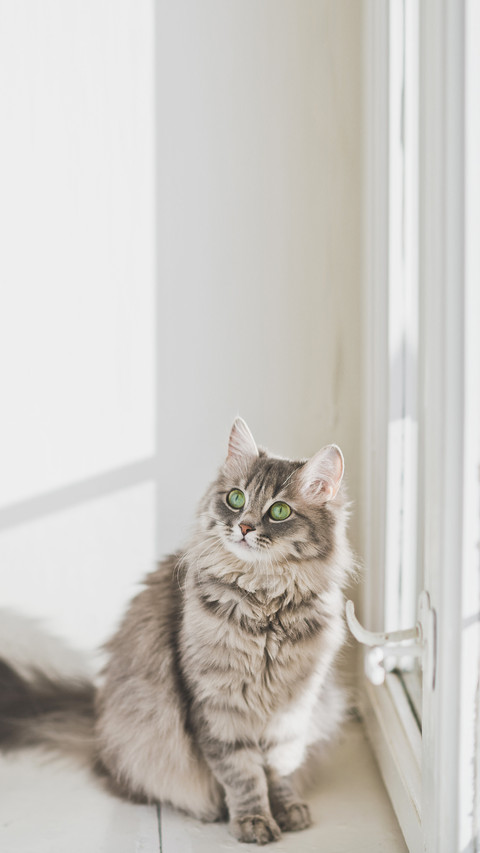 Cat looks up preview